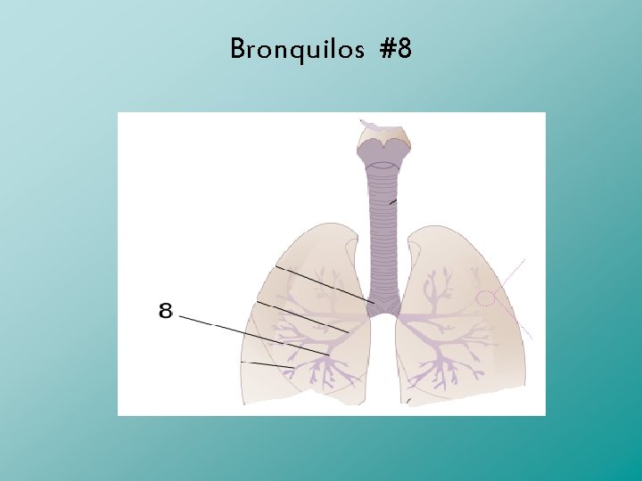Bronquilos #8 