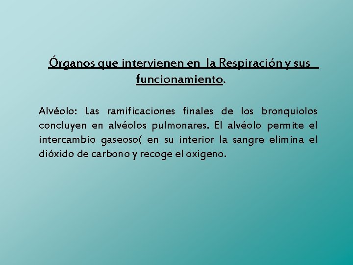 Órganos que intervienen en la Respiración y sus funcionamiento. Alvéolo: Las ramificaciones finales de
