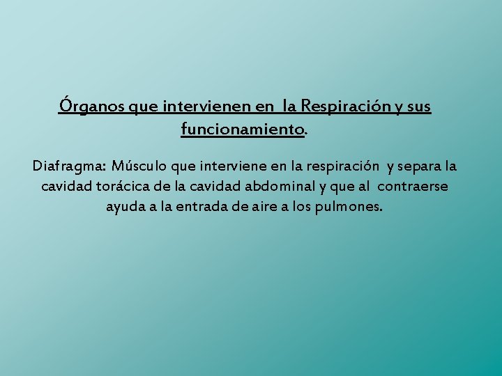 Órganos que intervienen en la Respiración y sus funcionamiento. Diafragma: Músculo que interviene en