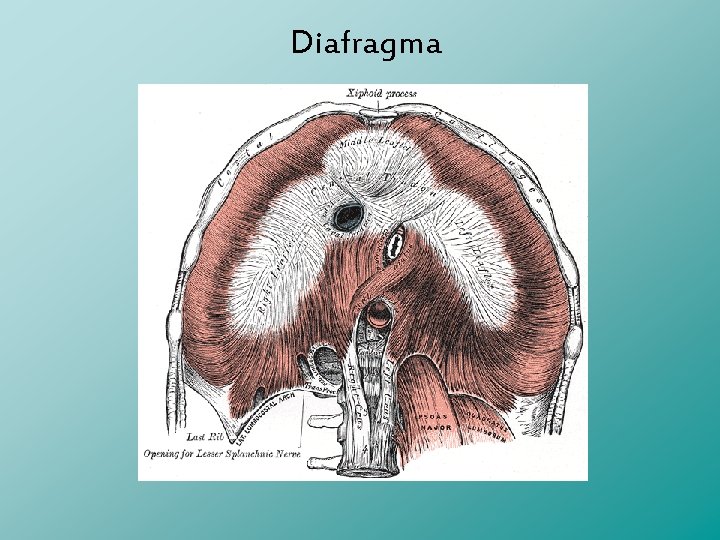Diafragma 