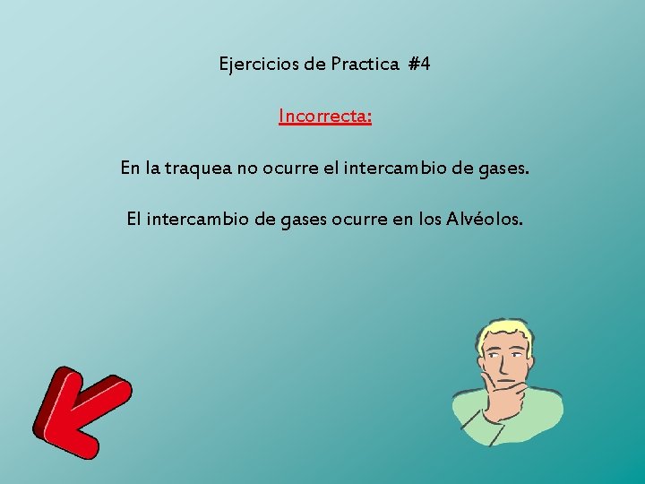 Ejercicios de Practica #4 Incorrecta: En la traquea no ocurre el intercambio de gases.