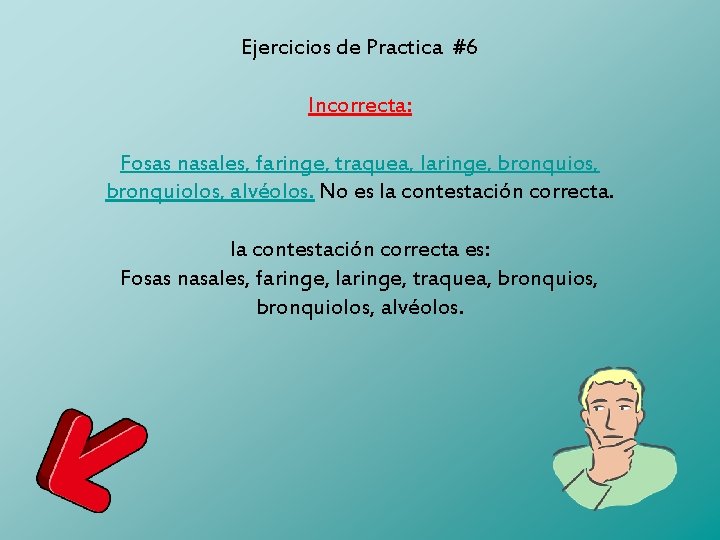 Ejercicios de Practica #6 Incorrecta: Fosas nasales, faringe, traquea, laringe, bronquios, bronquiolos, alvéolos. No