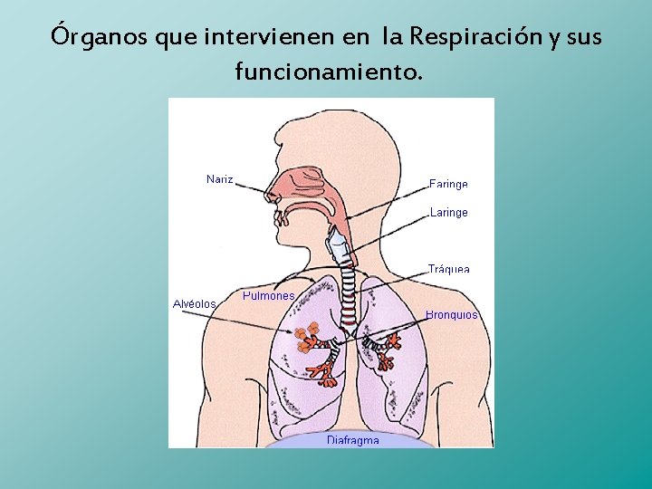 Órganos que intervienen en la Respiración y sus funcionamiento. 