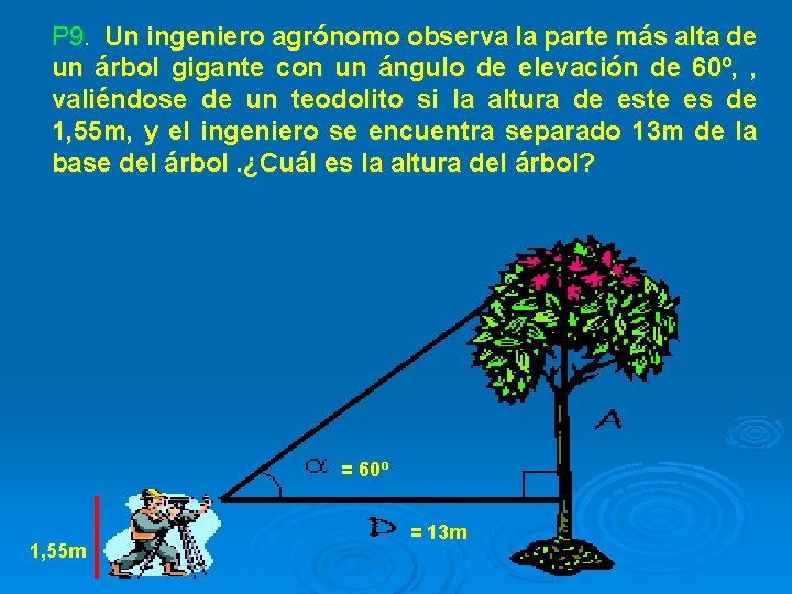 P 9. Un ingeniero agrónomo observa la parte más alta de un árbol gigante