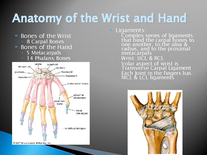 Anatomy of the Wrist and Hand Bones of the Wrist Bones of the Hand