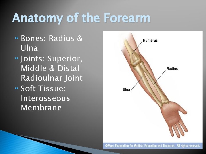 Anatomy of the Forearm Bones: Radius & Ulna Joints: Superior, Middle & Distal Radioulnar