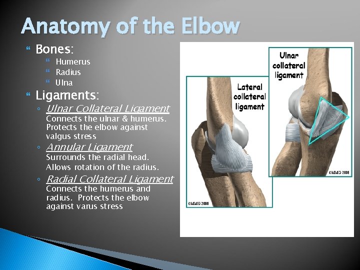 Anatomy of the Elbow Bones: Humerus Radius Ulna Ligaments: ◦ Ulnar Collateral Ligament Connects