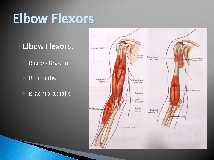 Elbow Flexors Elbow Flexors: Biceps Brachii Brachialis Brachioradialis 