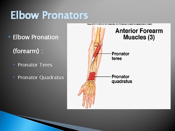 Elbow Pronators Elbow Pronation (forearm) : Pronator Teres Pronator Quadratus 
