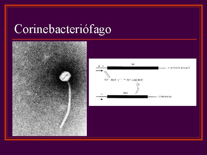 Corinebacteriófago 