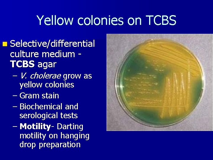 Yellow colonies on TCBS n Selective/differential culture medium TCBS agar – V. cholerae grow