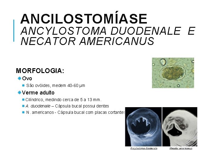 ANCILOSTOMÍASE ANCYLOSTOMA DUODENALE E NECATOR AMERICANUS MORFOLOGIA: Ovo São ovóides, medem 40 -60 µm