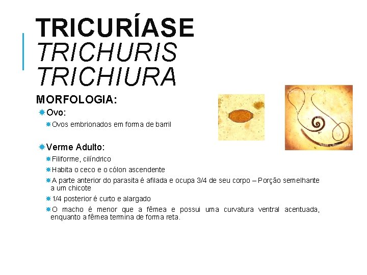 TRICURÍASE TRICHURIS TRICHIURA MORFOLOGIA: Ovos embrionados em forma de barril Verme Adulto: Filiforme, cilíndrico