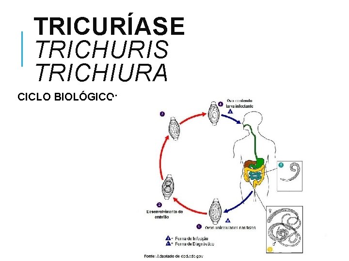 TRICURÍASE TRICHURIS TRICHIURA CICLO BIOLÓGICO: 