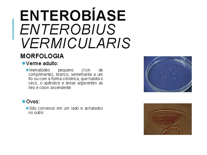 ENTEROBÍASE ENTEROBIUS VERMICULARIS MORFOLOGIA Verme adulto: Nematódeo pequeno (1 cm de comprimento), branco, semelhante