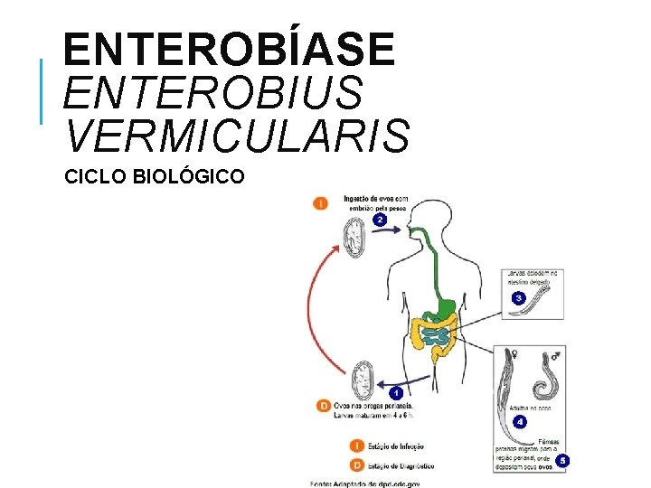 ENTEROBÍASE ENTEROBIUS VERMICULARIS CICLO BIOLÓGICO 