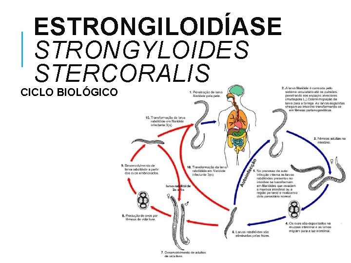ESTRONGILOIDÍASE STRONGYLOIDES STERCORALIS CICLO BIOLÓGICO 