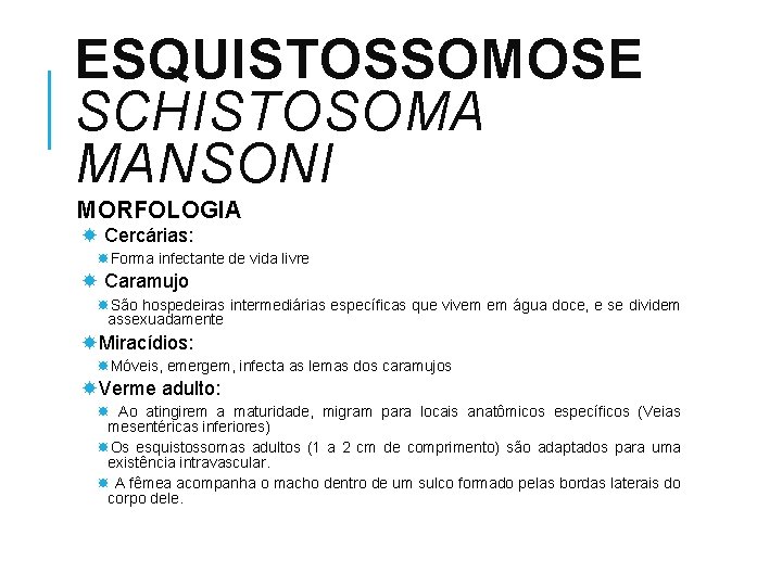 ESQUISTOSSOMOSE SCHISTOSOMA MANSONI MORFOLOGIA Cercárias: Forma infectante de vida livre Caramujo São hospedeiras intermediárias