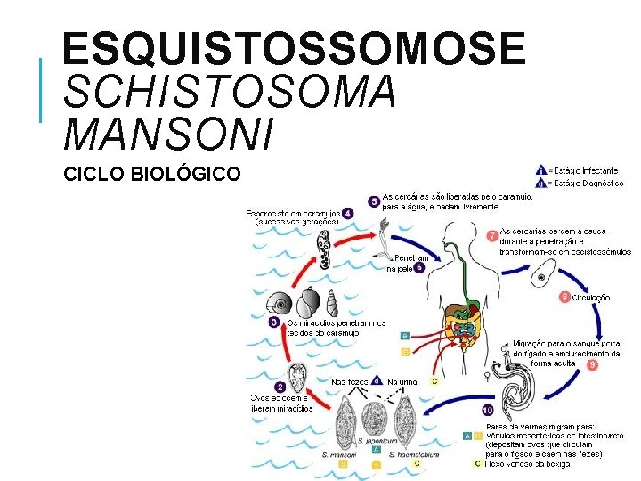 ESQUISTOSSOMOSE SCHISTOSOMA MANSONI CICLO BIOLÓGICO 