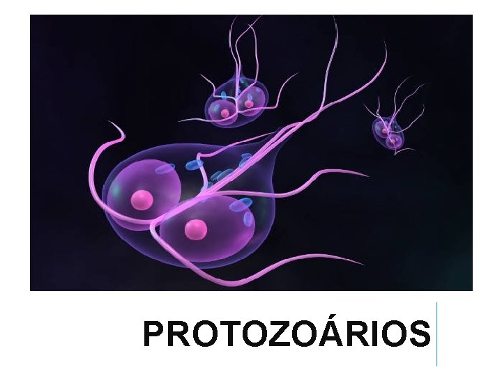 PROTOZOÁRIOS 