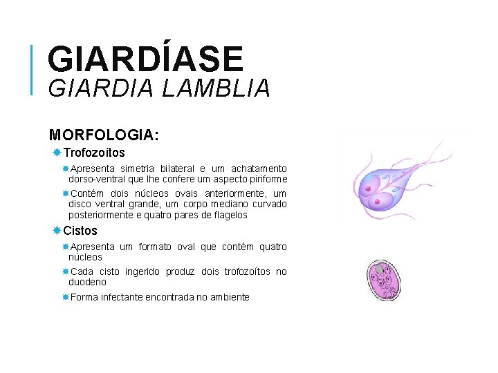 GIARDÍASE GIARDIA LAMBLIA MORFOLOGIA: Trofozoítos Apresenta simetria bilateral e um achatamento dorso-ventral que lhe