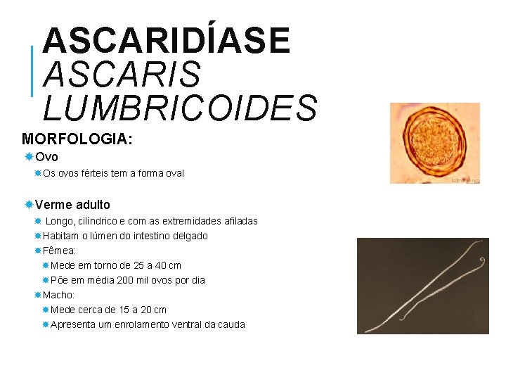ASCARIDÍASE ASCARIS LUMBRICOIDES MORFOLOGIA: Ovo Os ovos férteis tem a forma oval Verme adulto
