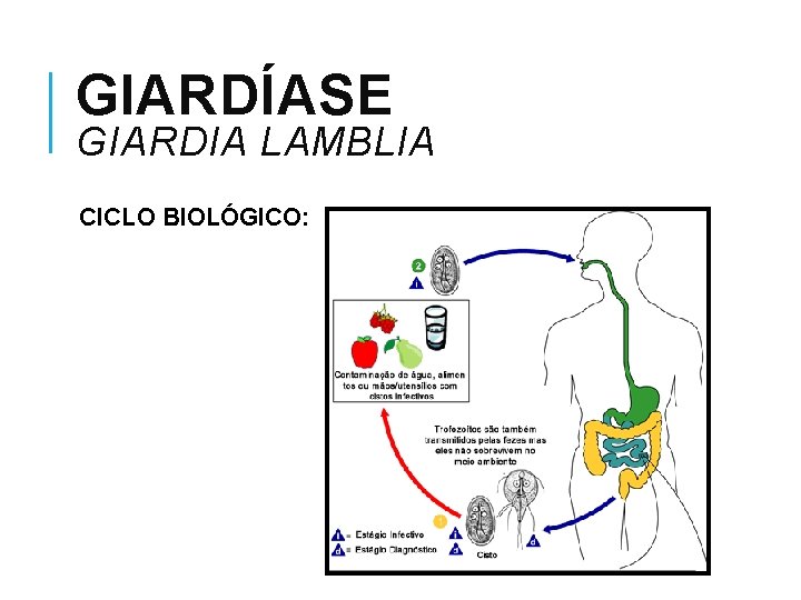 GIARDÍASE GIARDIA LAMBLIA CICLO BIOLÓGICO: 