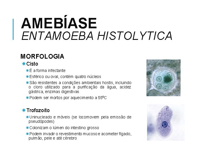 AMEBÍASE ENTAMOEBA HISTOLYTICA MORFOLOGIA Cisto É a forma infectante Esférico ou oval, contém quatro