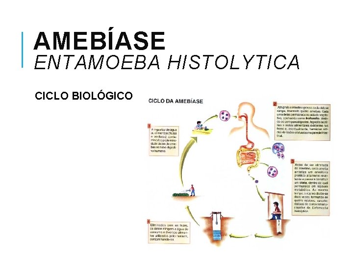 AMEBÍASE ENTAMOEBA HISTOLYTICA CICLO BIOLÓGICO 