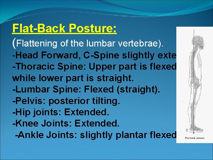 Flat-Back Posture: (Flattening of the lumbar vertebrae). -Head Forward, C-Spine slightly extended. -Thoracic Spine:
