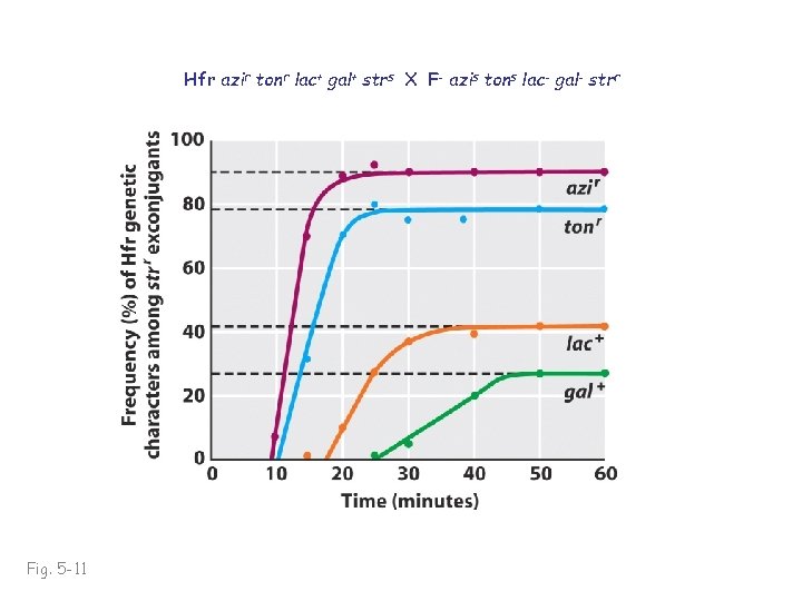 Hfr azir tonr lac+ gal+ strs X F- azis tons lac- gal- strr Fig.