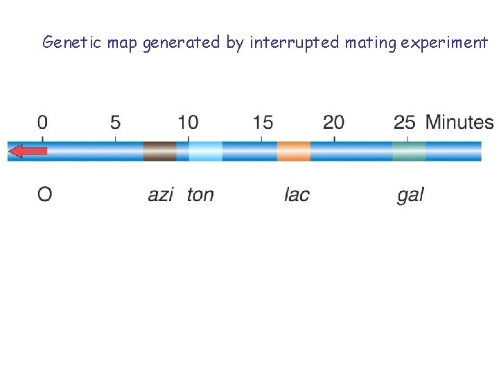 Genetic map generated by interrupted mating experiment 