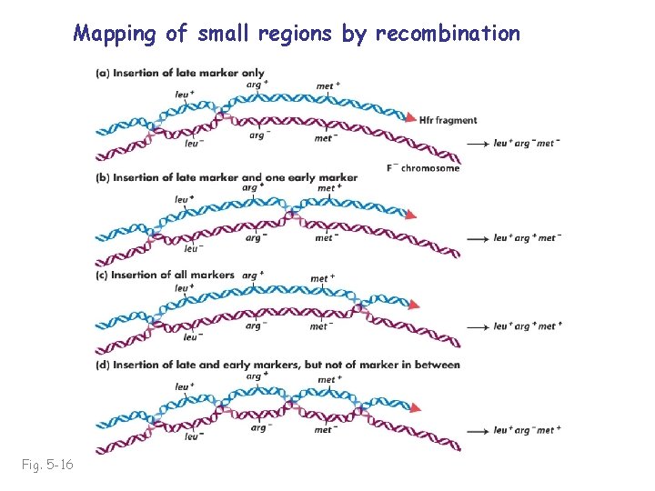 Mapping of small regions by recombination Fig. 5 -16 
