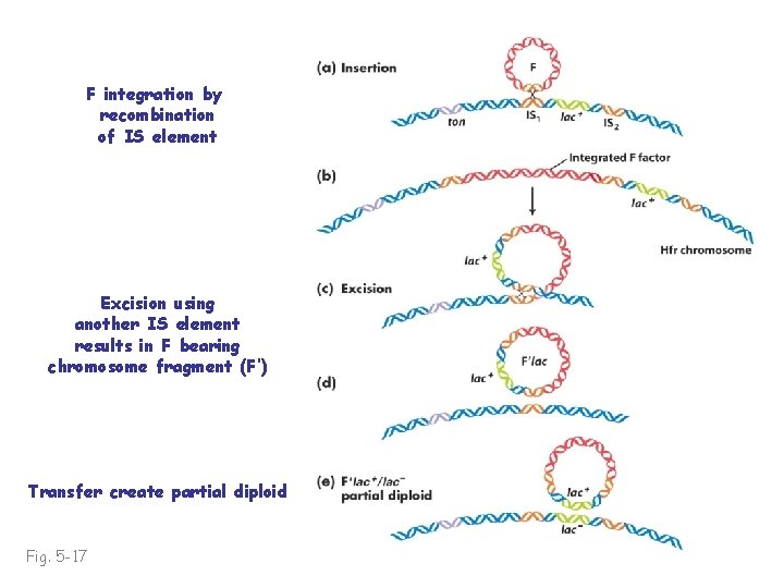 F integration by recombination of IS element Excision using another IS element results in