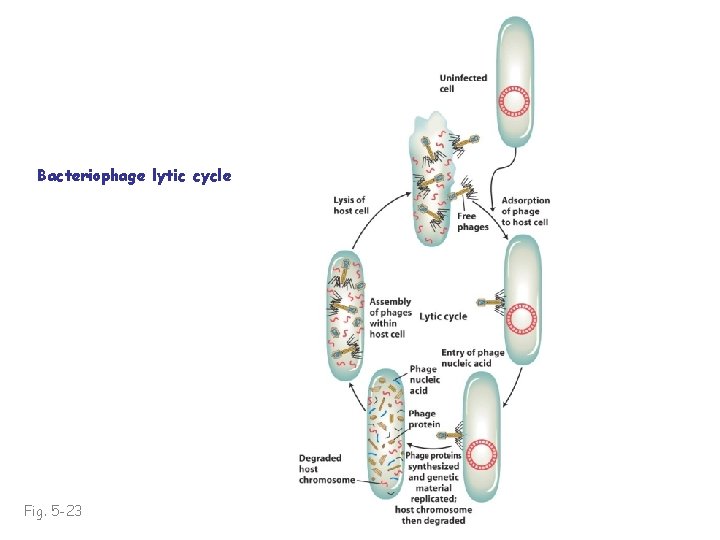 Bacteriophage lytic cycle Fig. 5 -23 