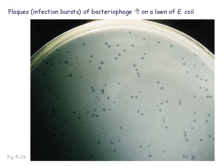 Plaques (infection bursts) of bacteriophage on a lawn of E. coli Fig. 5 -24