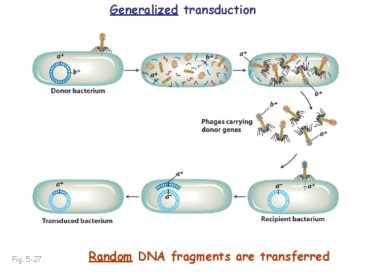 Generalized transduction Fig. 5 -27 Random DNA fragments are transferred 