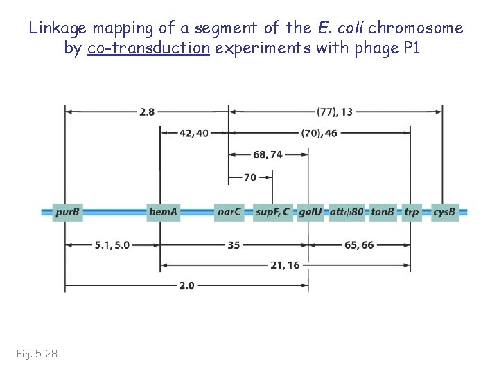 Linkage mapping of a segment of the E. coli chromosome by co-transduction experiments with