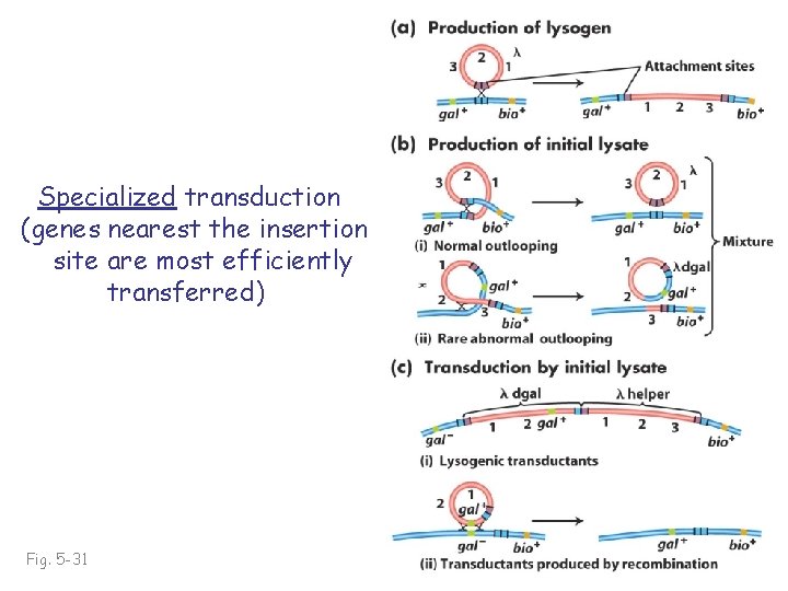 Specialized transduction (genes nearest the insertion site are most efficiently transferred) Fig. 5 -31