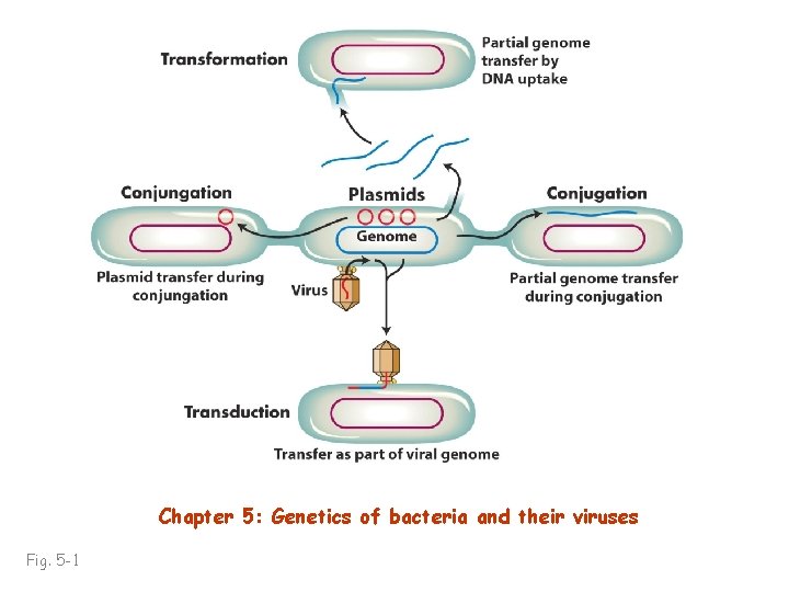 Chapter 5: Genetics of bacteria and their viruses Fig. 5 -1 
