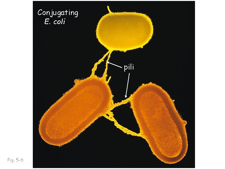 Conjugating E. coli pili Fig. 5 -6 
