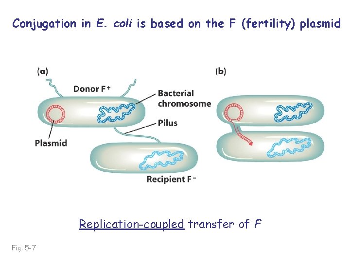 Conjugation in E. coli is based on the F (fertility) plasmid Replication-coupled transfer of