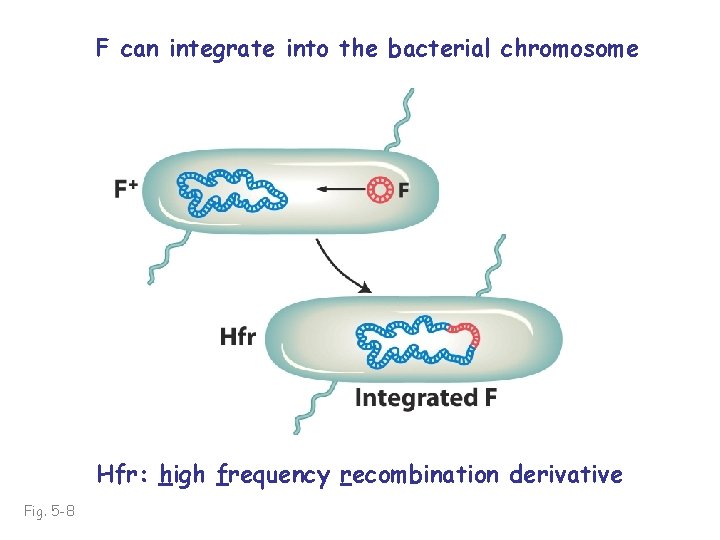 F can integrate into the bacterial chromosome Hfr: high frequency recombination derivative Fig. 5