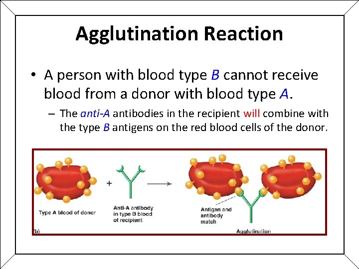 Agglutination Reaction • A person with blood type B cannot receive blood from a Agglutination Reaction • A person with blood type B cannot receive blood from a