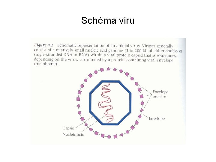 Schéma viru 