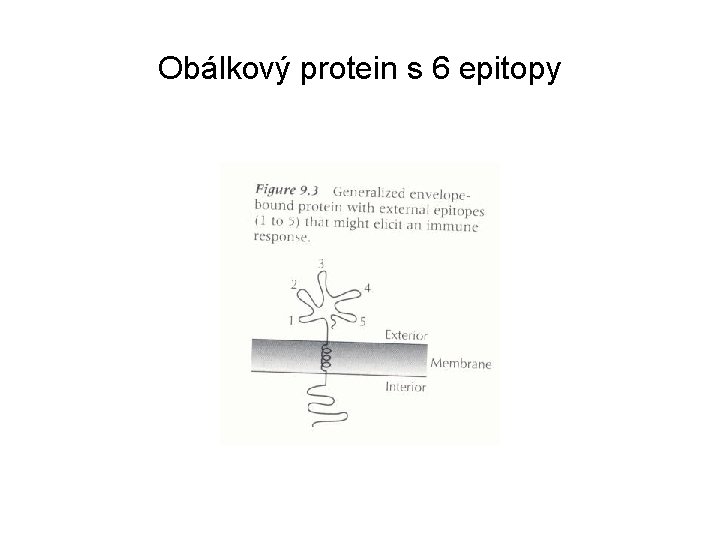 Obálkový protein s 6 epitopy 