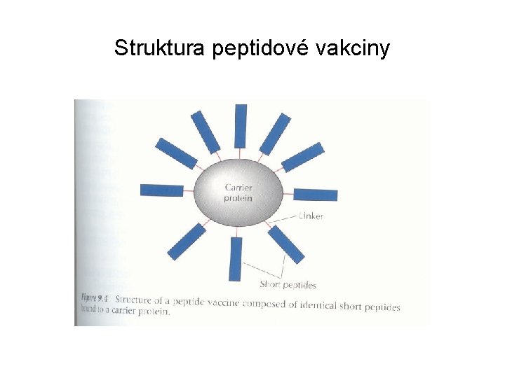Struktura peptidové vakciny 
