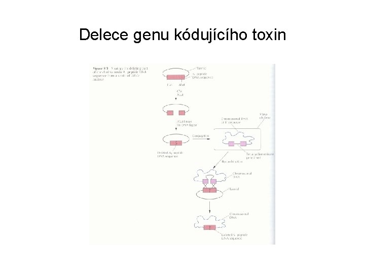 Delece genu kódujícího toxin 