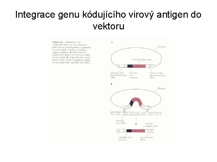 Integrace genu kódujícího virový antigen do vektoru 