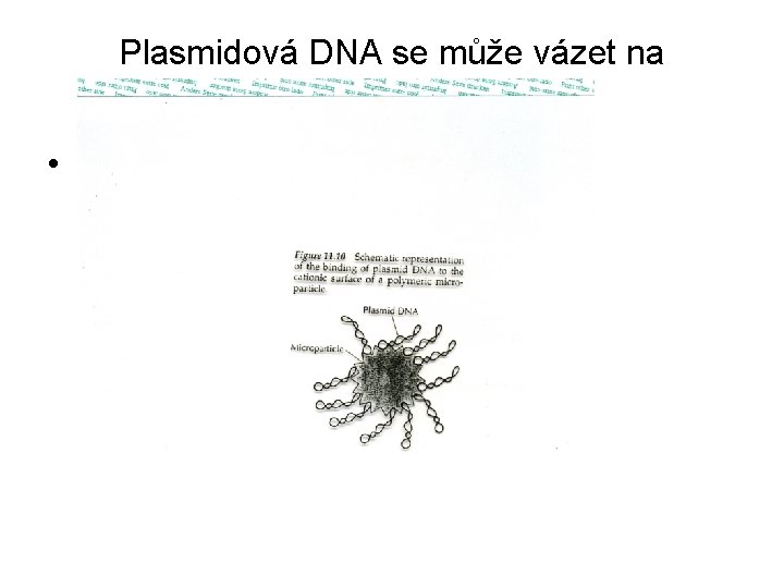 Plasmidová DNA se může vázet na polymerní částice • . 